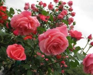 月季是什么植物