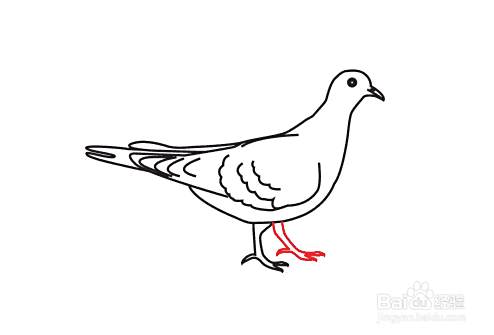 鸽子怎么画-分步教程