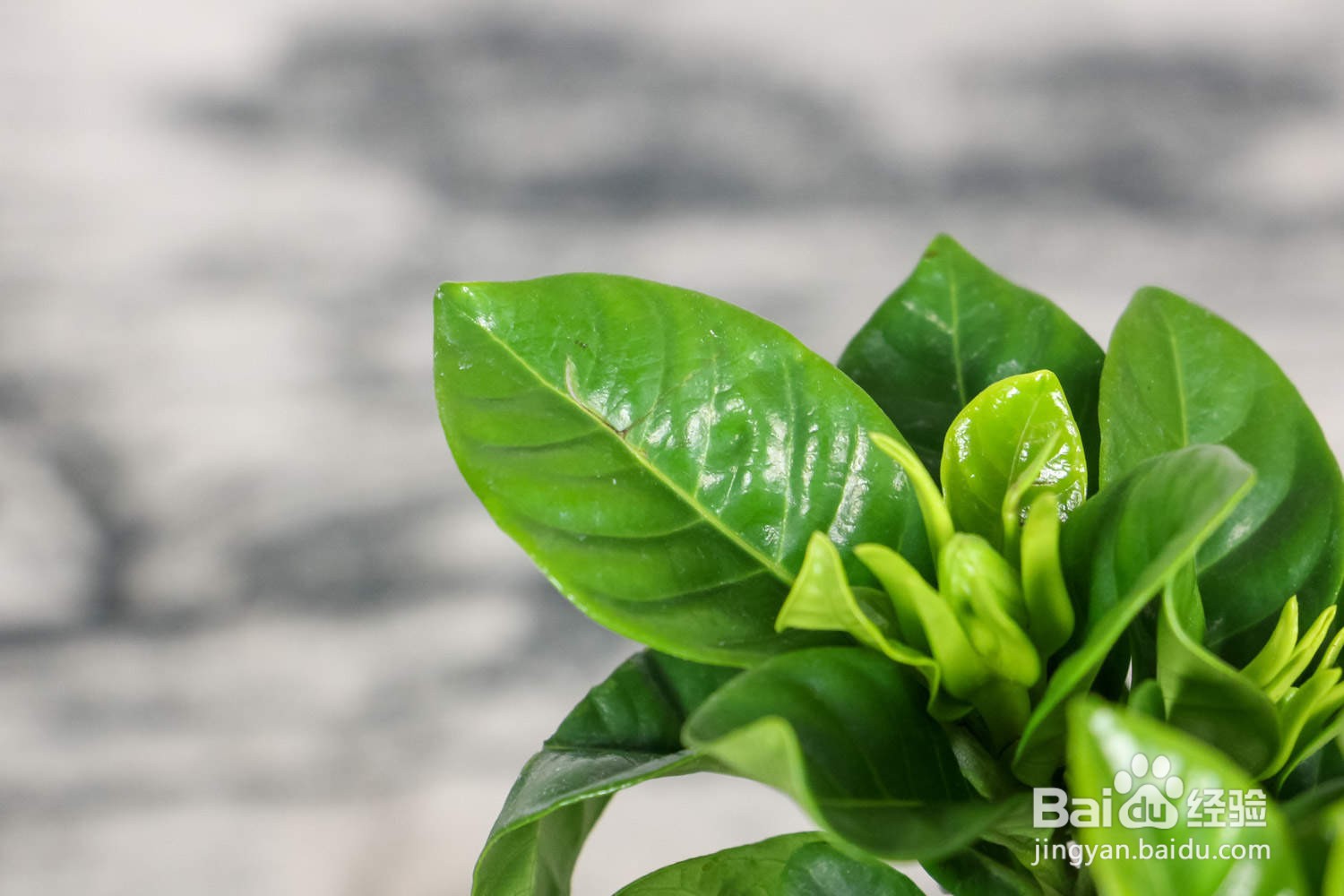 新买的栀子花怎么养