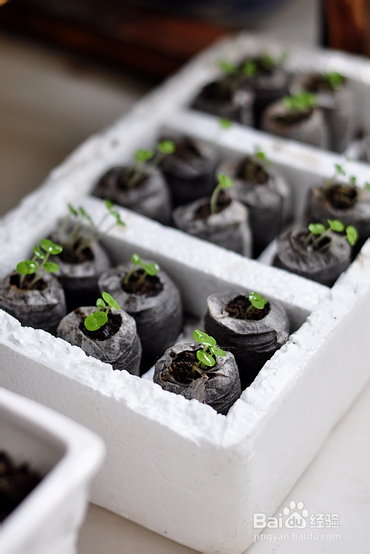 【孕期食谱】番茄烧排骨做法,秘制番茄烧排骨