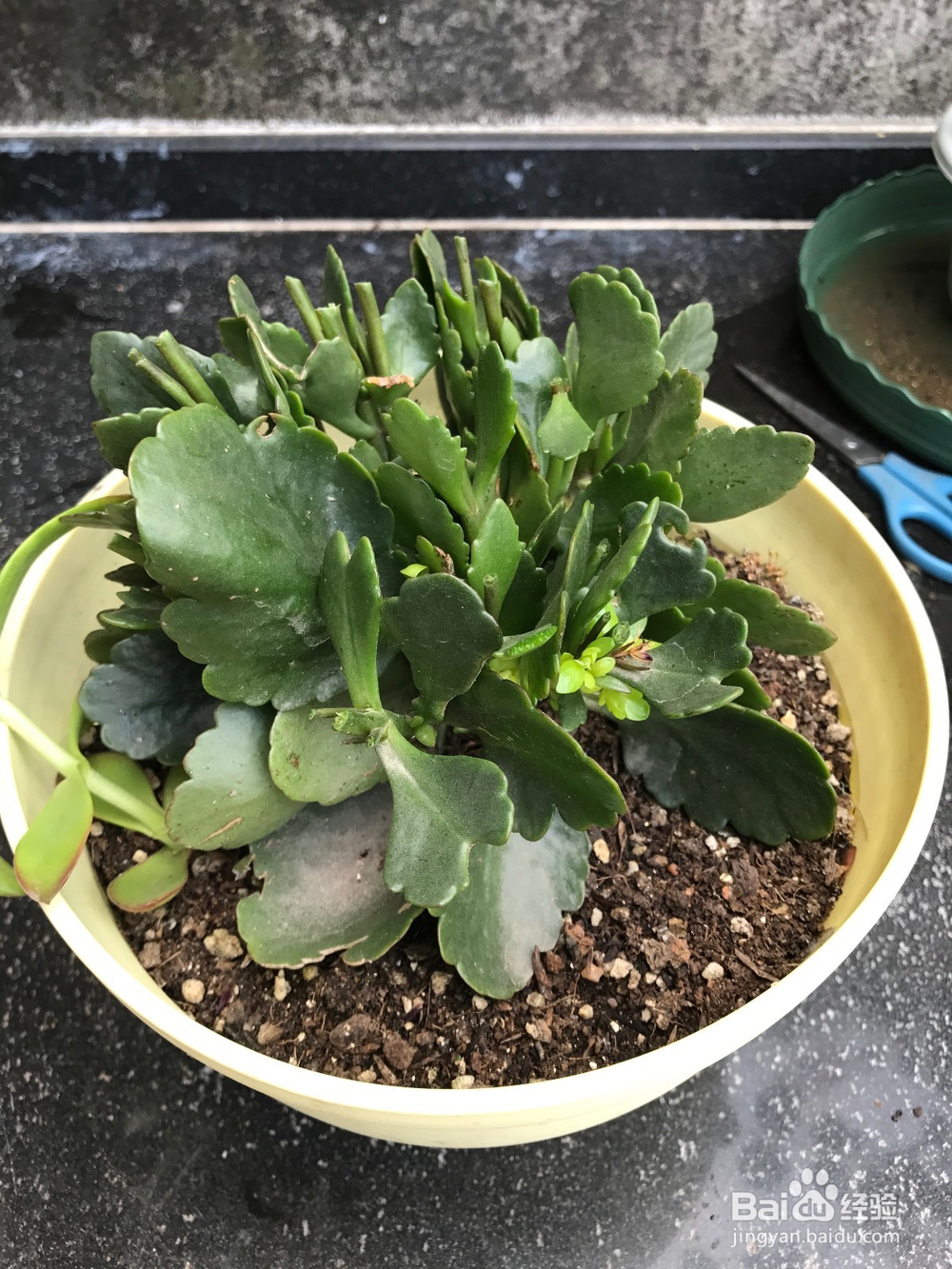 长寿花开败后的处理方法