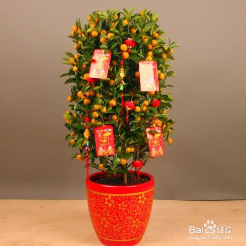 怎样把利是红包挂树上