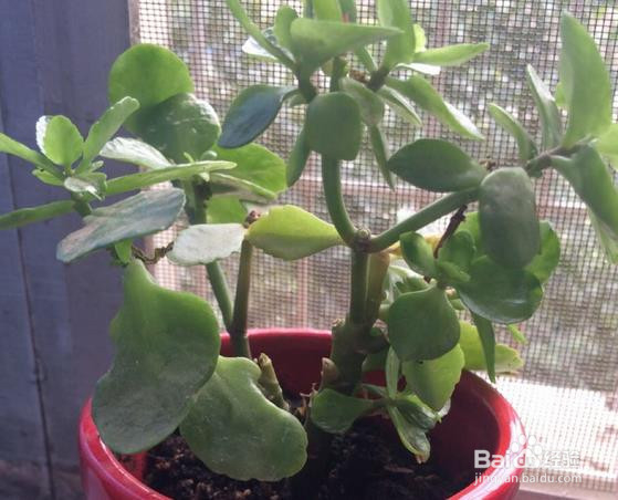 长寿花夏天怎么样