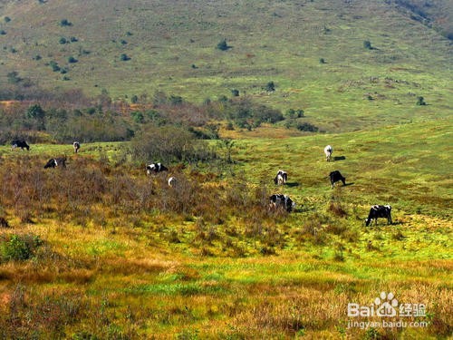 城步南山牧场旅游攻略