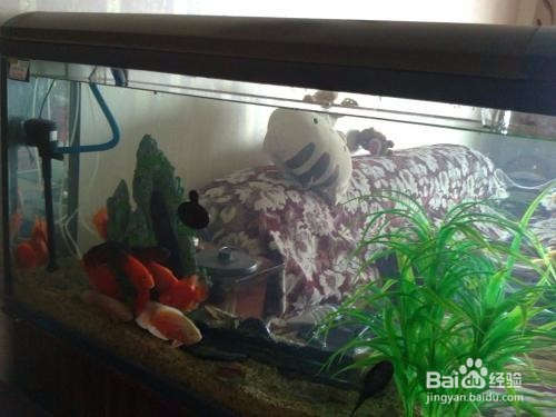 ​水族箱的置景材料和配景材料各有哪些