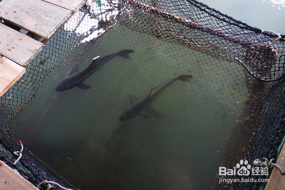 带你玩转海陵岛,看遍美食美景与美人