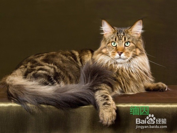 如何分辨缅因猫和西伯利亚森林猫