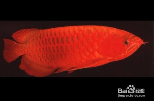 在挑选血红龙和辣椒红龙时有何讲究