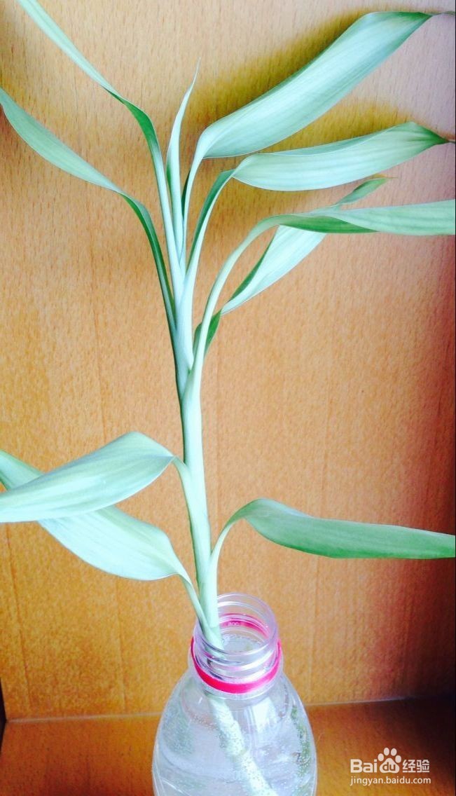 怎样培育小花苗?