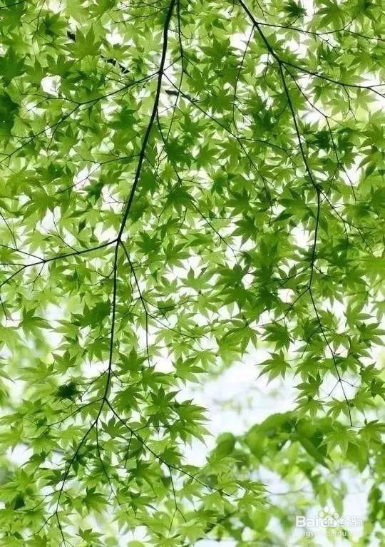 手机摄影的5种光线运用技巧