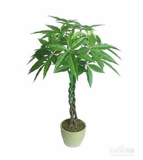 发财树怎么才能种植好