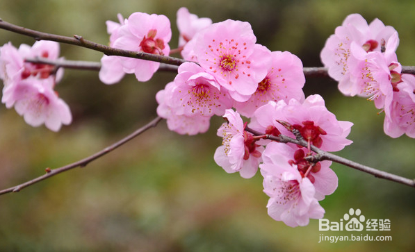哪些盆栽植物是冬季开花的?