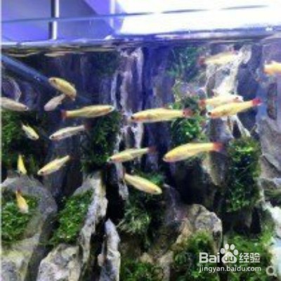 饲养金丝鱼的一些技巧