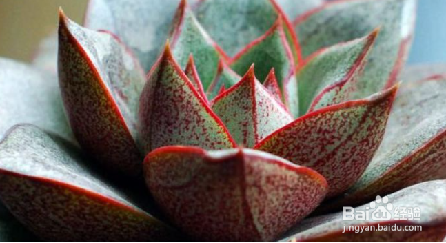 大和锦的养殖方法和注意事项