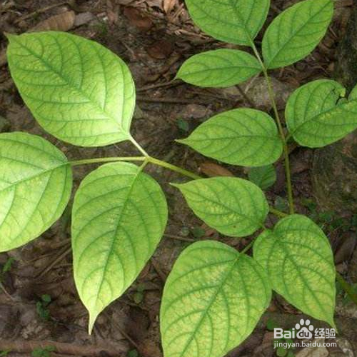 木蝴蝶的培育方法和注意事项