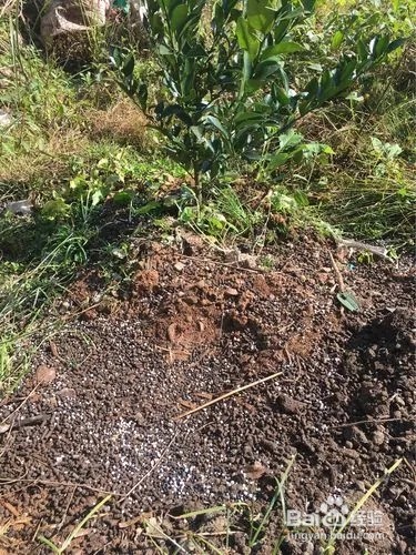 柑橘施肥时期和方法