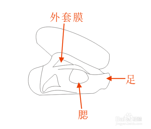 缢蛏的内部结构简笔画