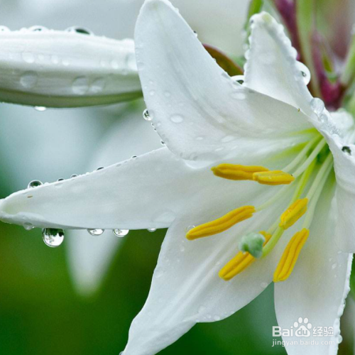 百合苦怎么处理才能行