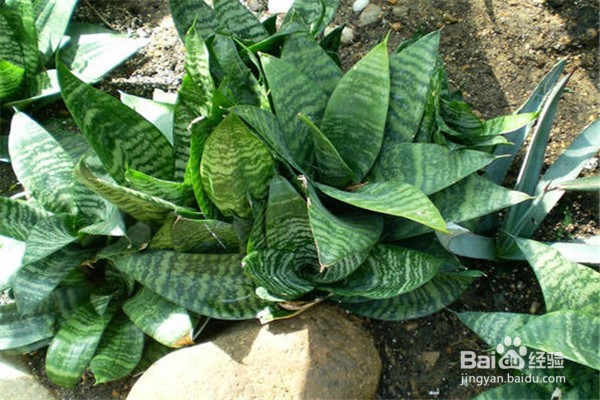 虎皮兰应该怎么养？