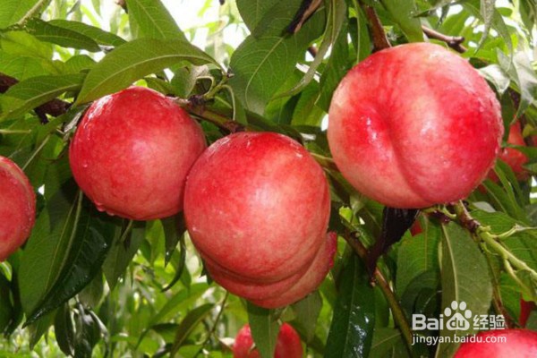 到河北遵化一定要吃的10大美食