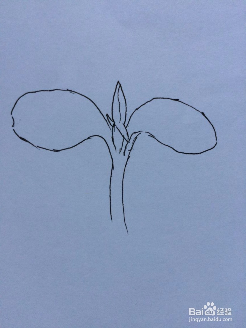 刚发芽的凤仙花的样子怎么画