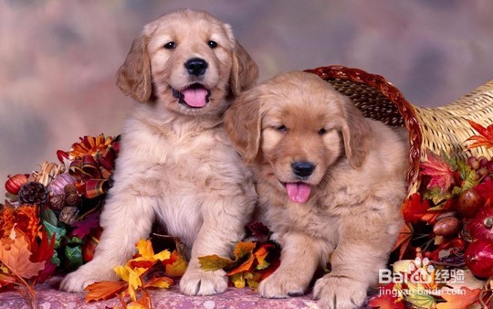 如何分辨宠物美容学校的好坏