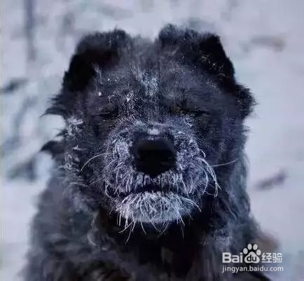如何体验莫斯科的冬季