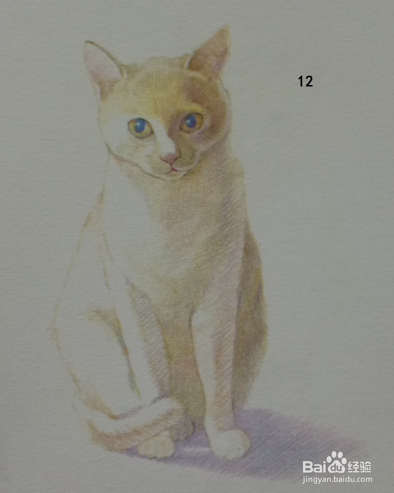 色铅笔画浅黄色小猫咪(素描进阶)