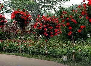 月季花怎么饲养