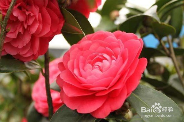 山茶花的养殖方法和注意事项都有什么?