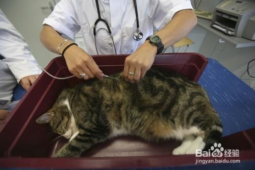 如何帮助猫咪助产!