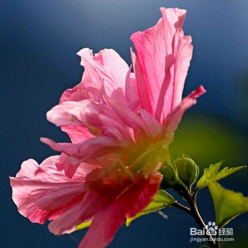 防止木槿花病虫害的小妙招有哪些?