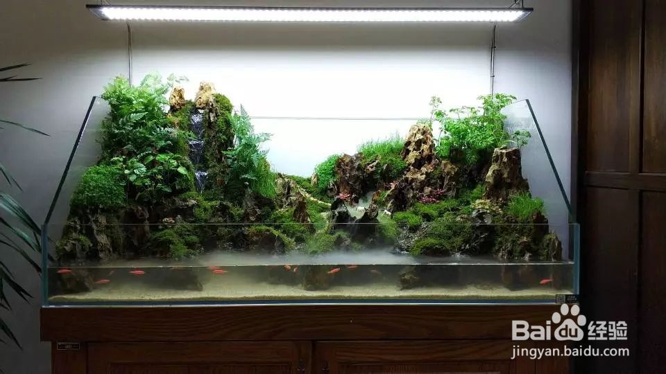一米二草缸造景教程