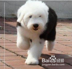 狗狗拉肚子的治疗方法？七个月的狗狗拉肚子