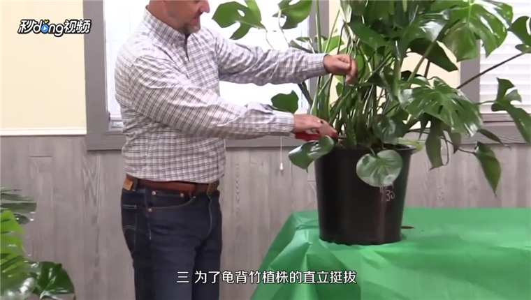 龟背竹怎么修剪