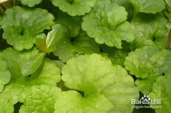 连钱草的栽培技术