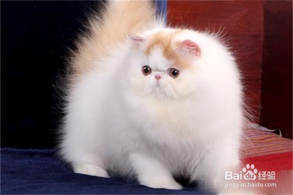 养波斯猫的注意事项？