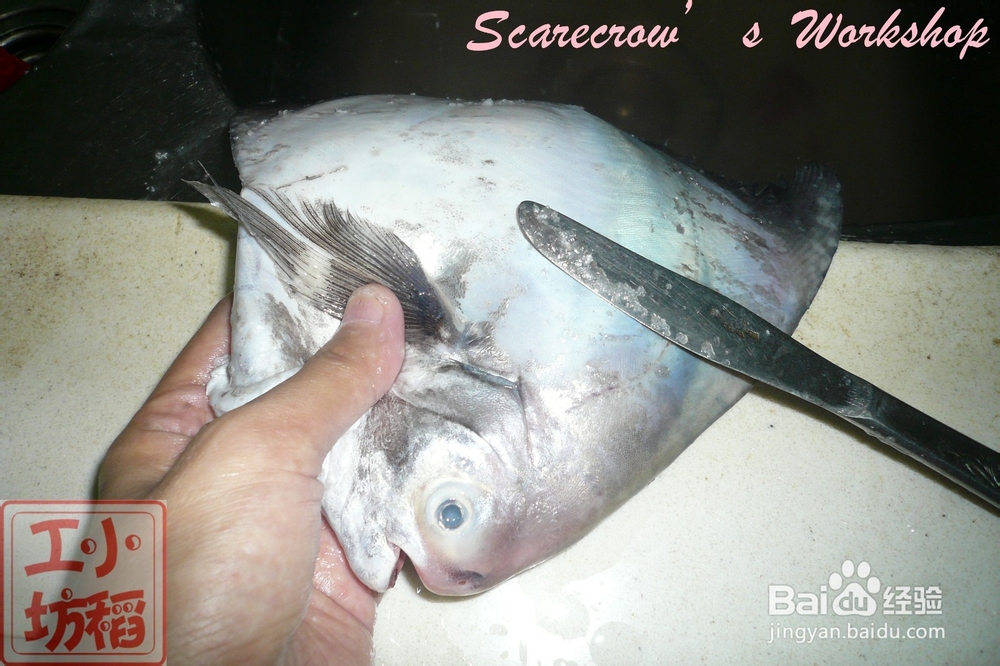 【天凉吃火锅】斗鲳鱼火锅