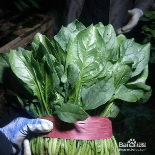 秋菠菜种植时间和方法