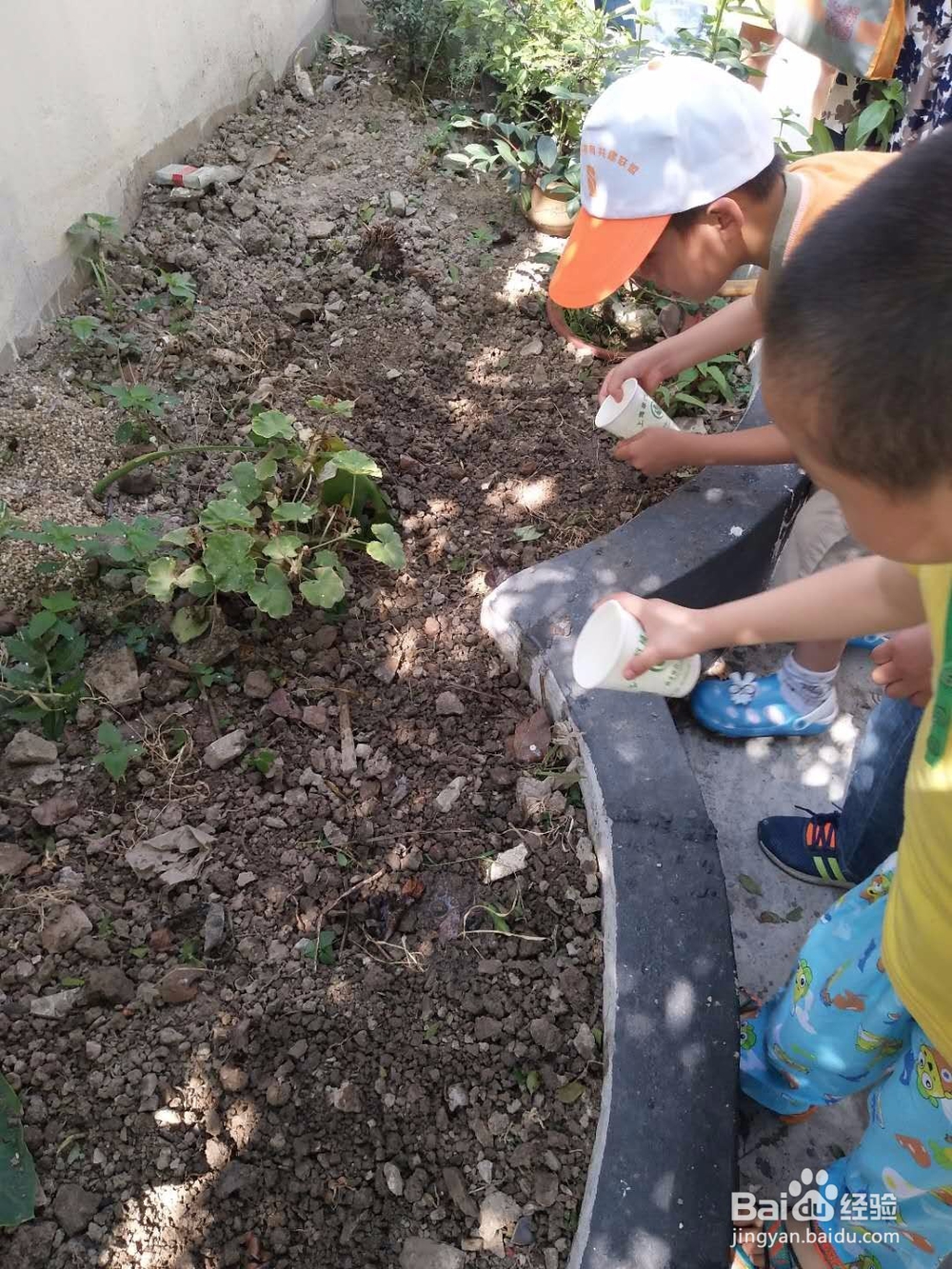 吴军民:教你种菜