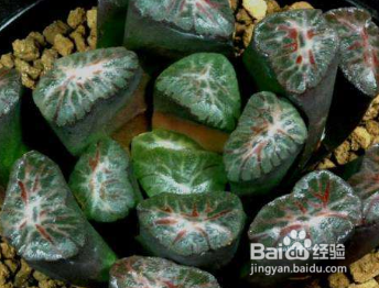 多肉植物万象怎么养