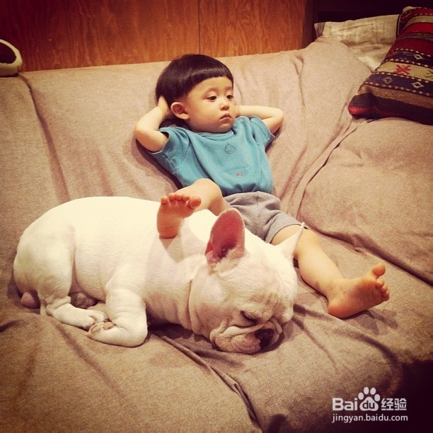 斗牛犬好养吗