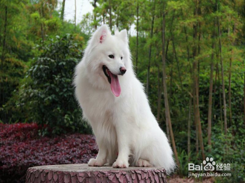 怎样从细微处发现自己的狗狗生病了