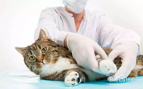 怎么杜绝猫在床上尿