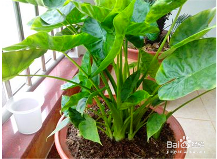 8种室内净化甲醛的盆景植物
