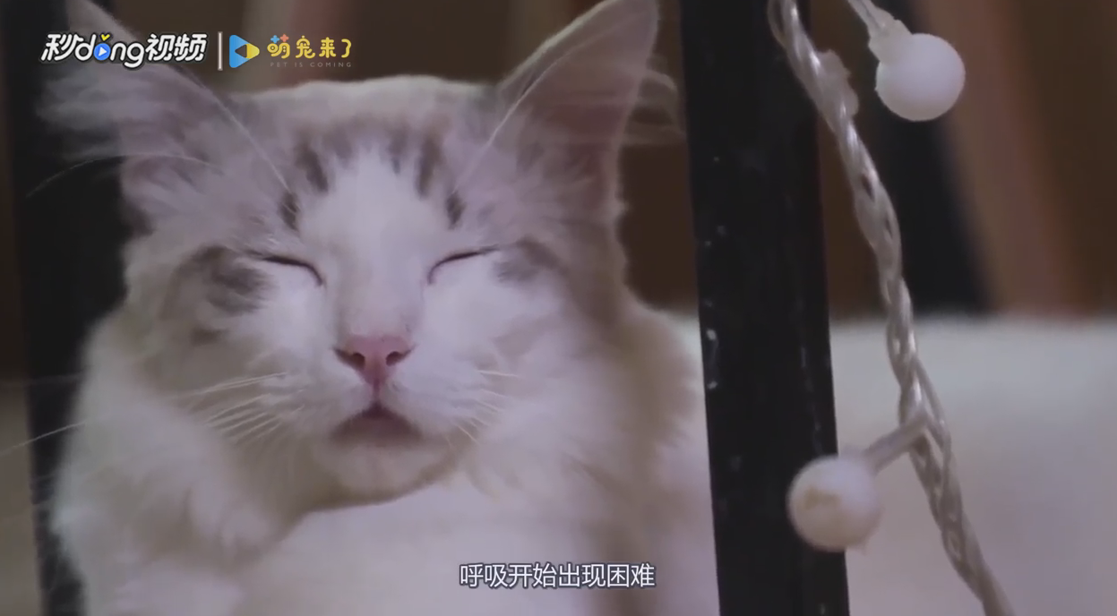 猫感冒了如何自己痊愈