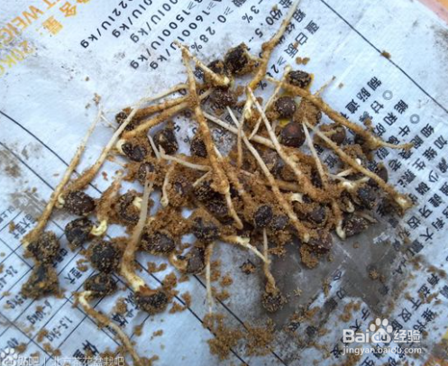 山茶花种子怎么种