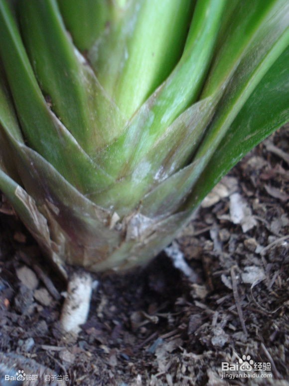 君子兰烂根了怎么办？