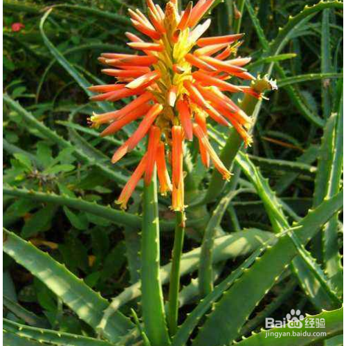 芦荟长黑斑应该怎么办呢？