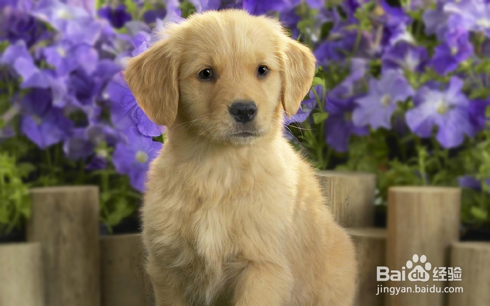 ps照片背景虚化教程，如何让背景模糊掉...